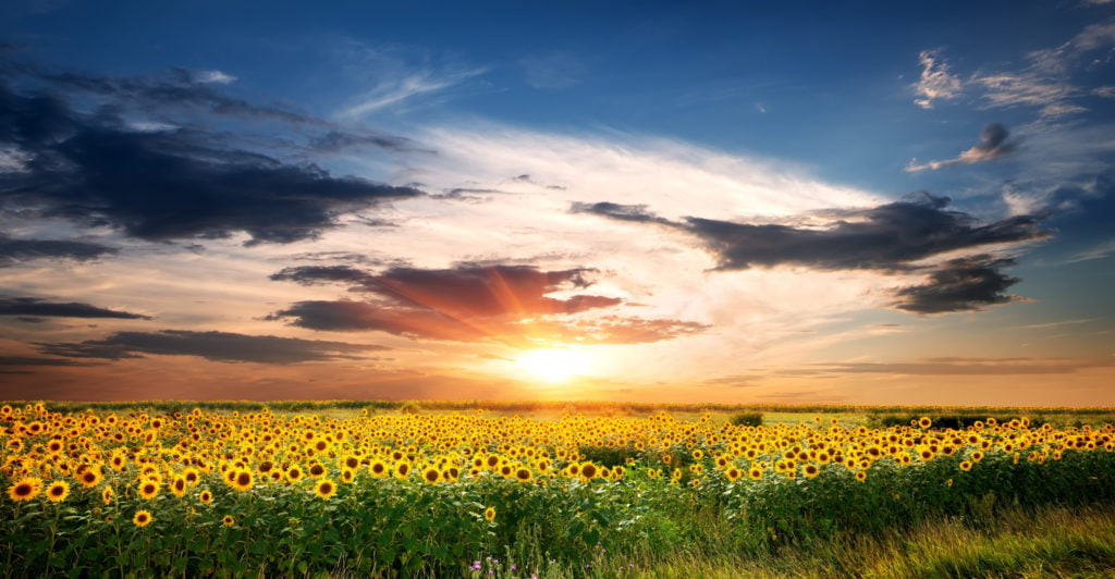 Schönes Sonnenblumenfeld