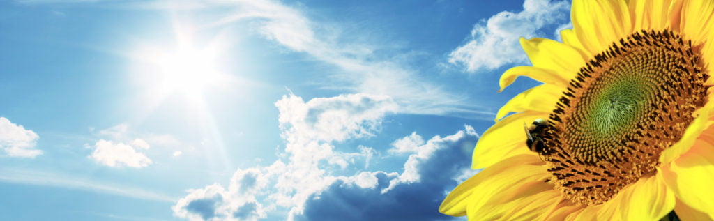 Sonnenblume mit Himmel