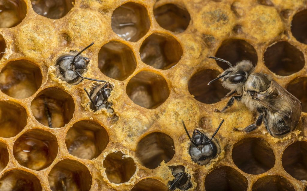 Bienenwabe mit schlüpfenden Bienen